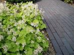 Leuke schaduwplant Tiarella cordifolia, Printemps, Couvre-sol, Enlèvement, Pleine ombre