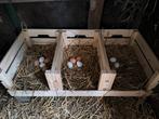 Des œufs frais,100% bio, Dieren en Toebehoren, Vogels | Toebehoren, Ophalen of Verzenden, Zo goed als nieuw