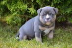 Unieke american bully pup (uit top american bloodlines), Dieren en Toebehoren, 15 weken tot 1 jaar, Buitenland, CDV (hondenziekte)