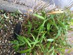 Riet in pot, Ophalen, Vaste plant, Siergrassen, Bloeit niet