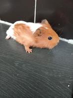Cavia's, Dieren en Toebehoren, Juli, Mannelijk, Cavia