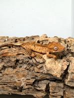 Red brindle with spots wimpergekko, Dieren en Toebehoren, Reptielen en Amfibieën