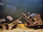 Vissen en aquarium, Dieren en Toebehoren, Vissen | Aquariumvissen