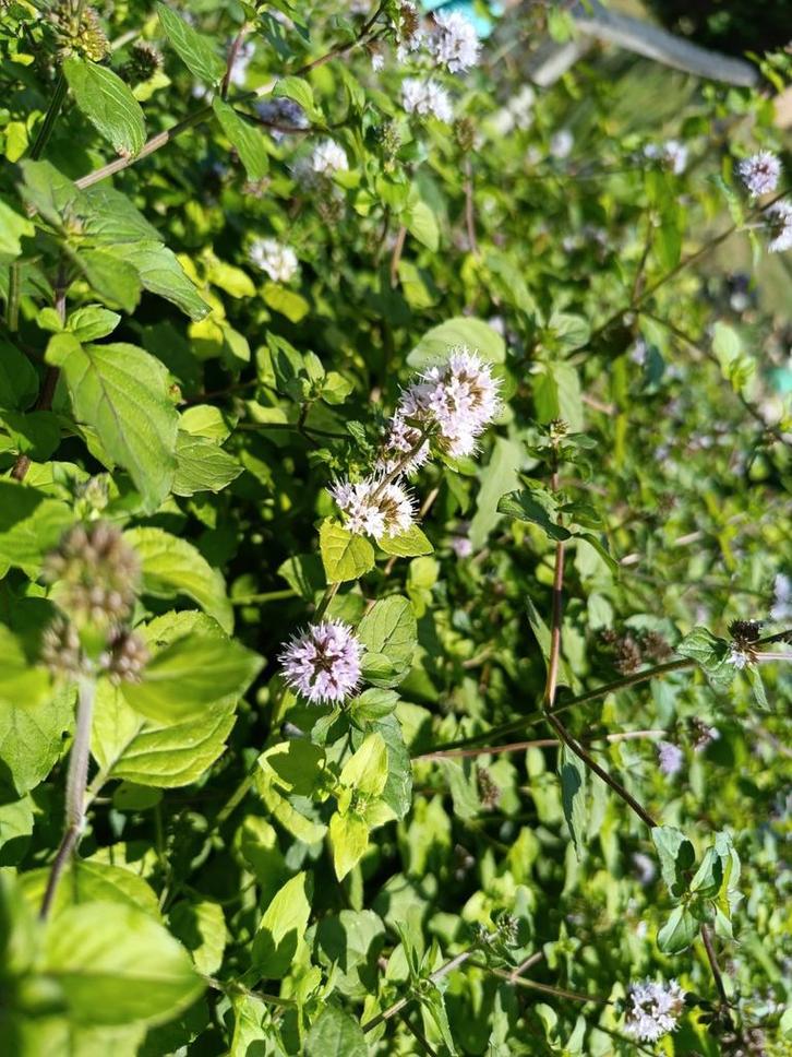 Watermunt steken te koop, Tuin en Terras, Planten | Struiken en Hagen, Ophalen
