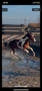 Super springefokte 2 jarige
