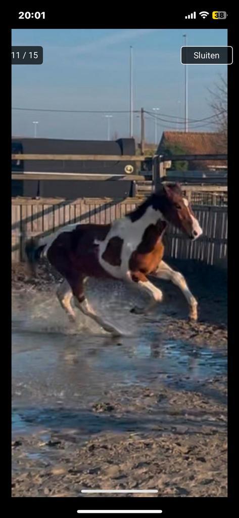 Super springefokte 2 jarige, Dieren en Toebehoren, Paarden