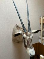 Oryx Trophy Zuid-Afrika, Verzamelen, Dierenverzamelingen, Wild dier, Opgezet dier, Gebruikt