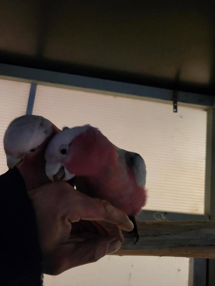 Jong onverwant handtam koppel rose kaketoes 2025, Dieren en Toebehoren, Vogels | Parkieten en Papegaaien, Papegaai, Meerdere dieren