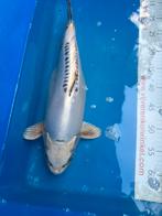 40 cm, Dieren en Toebehoren, Vissen | Vijvervissen, Karper of Koi
