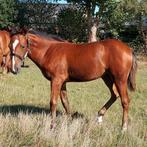 Jaarling paint merrie, Dieren en Toebehoren, Merrie, Minder dan 160 cm, Met stamboom, 0 tot 2 jaar
