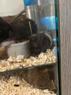 Baby hamsters, Dieren en Toebehoren, Juni, Meerdere dieren, Hamster