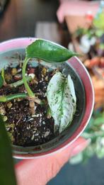 Epipremnum cebu blue variegata (reverted, 2 cuttings), Huis en Inrichting, Ophalen of Verzenden