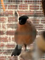 Bouvreuils Norvégiens, Dieren en Toebehoren, Vogels | Overige Vogels, Mannelijk, Wildzangvogel, Geringd