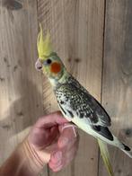 Valkparkiet super tam !!, Dieren en Toebehoren, Meerdere dieren, Parkiet, Geringd