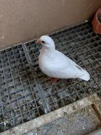 Pigeon voyageur blanc, Animaux & Accessoires, Plusieurs animaux, Pigeon voyageur
