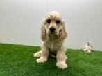 Amerikaanse Cocker Spaniël pups, Dieren en Toebehoren, België, 8 tot 15 weken, CDV (hondenziekte), Meerdere