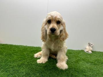 Amerikaanse Cocker Spaniël Puberpup beschikbaar voor biedingen
