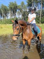 Super lieve allround pony, Dieren en Toebehoren, Pony's, Z, Gechipt, Ruin, Springpony