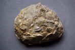 Oeuf de dinosaure de France, Collections, Minéraux & Fossiles, Fossile