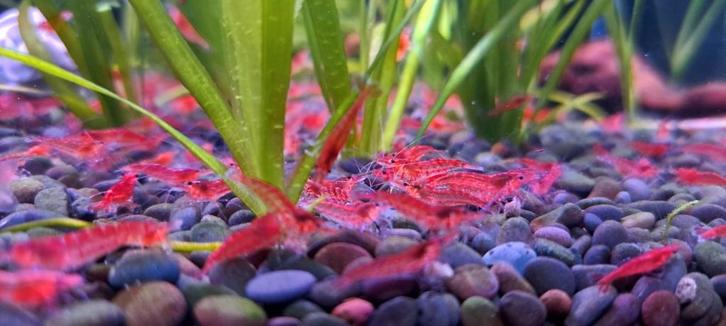 Crevettes "Red Cherry" (Neocaridina Davidi), Animaux & Accessoires, Poissons | Aquariums & Accessoires, Neuf, Autres types, Enlèvement
