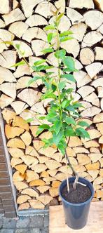 Nashi peer, Lente, Volle zon, Perenboom, 100 tot 250 cm