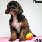 Tibetan Terrier X Freya - Flynn - Fiona à vendre (belges), Parvovirose, Plusieurs, Belgique, Commerçant