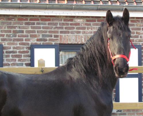 Friese ruin, Dieren en Toebehoren, Paarden, Ruin, Onbeleerd, 160 tot 165 cm, 3 tot 6 jaar, Gechipt, Ontwormd, Ingeënt