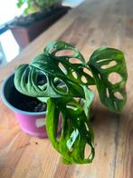 monstera adansonii, Huis en Inrichting, Kamerplanten, Ophalen