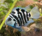 4 stuk papegaai CICHLIDE CORAL BLUE