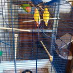 2 jonge agapornisse gele, Geringd