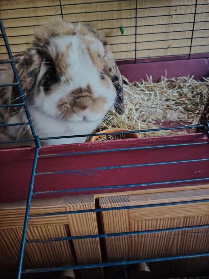 2 lieve konijnen, Dieren en Toebehoren, Konijnen, Middelgroot, Mannelijk, Hangoor