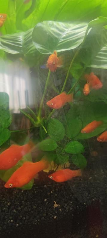 Platy orange beschikbaar voor biedingen