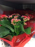 Gelukzalige yoni massage, Hobby en Vrije tijd, Ophalen of Verzenden