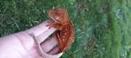 0.1 Red Bicolor Portholes wimpergekko vrouw, Hagedis, Tam, 0 tot 2 jaar