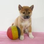 Shiba Inu (Sesam) pups te koop (Belgisch), Dieren en Toebehoren, België, CDV (hondenziekte), 8 tot 15 weken, Meerdere