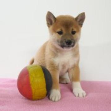 Shiba Inu (Sesam) pups te koop (Belgisch) beschikbaar voor biedingen