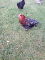 Jonge haan marans  van april 2025.