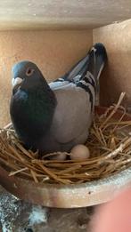 Duiven jongen, Dieren en Toebehoren, Vogels | Duiven