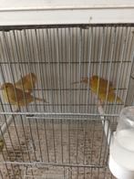 Kanaries, Dieren en Toebehoren, Meerdere dieren, Kleurkanarie