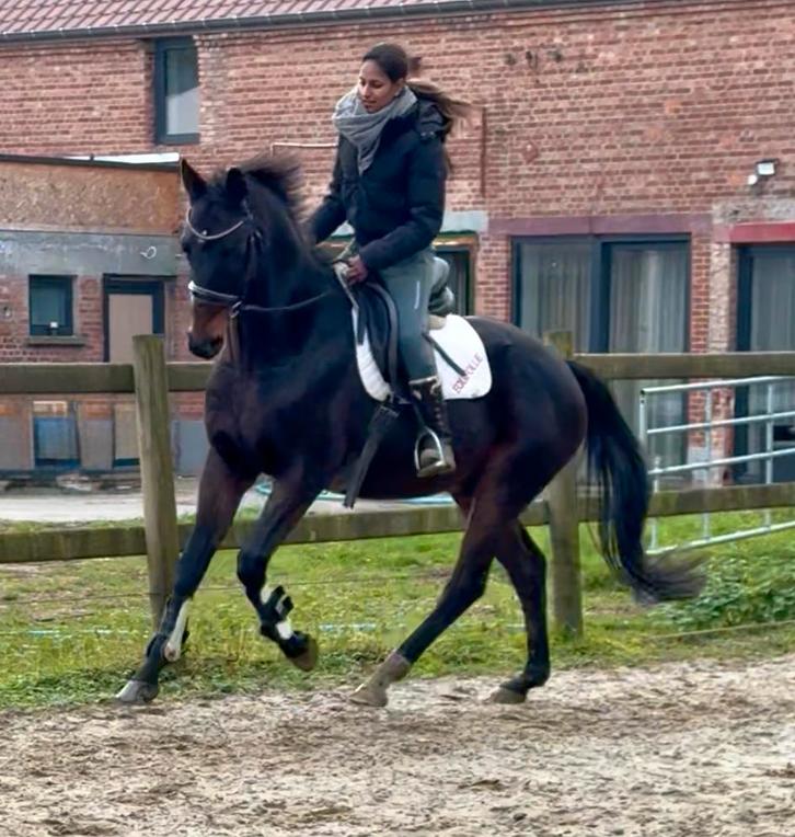 Vous voulez vendre votre cheval/poney GRATUITEMENT ?, Animaux & Accessoires, Chevaux & Poneys | Produits de soin, Enlèvement ou Envoi