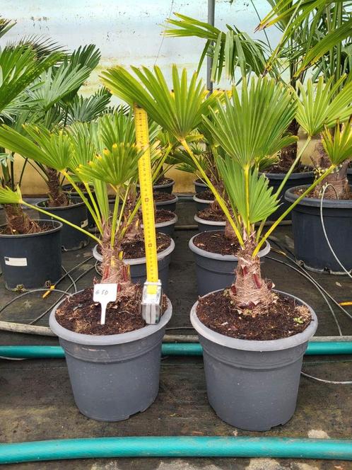 Trachycarpus wagnerianus, 45cm hoog, -18, Tuin en Terras, Planten | Tuinplanten, Ophalen of Verzenden