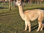 Alpaca merrie, Dieren en Toebehoren, Overige Dieren, Vrouwelijk