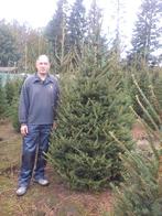 Kerstbomen en groenblijvende hagen, Ophalen, In pot, Overige soorten, 100 tot 250 cm