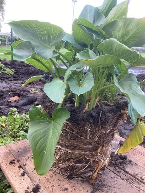 aronskelken, Tuin en Terras, Planten | Tuinplanten, Vaste plant, Halfschaduw, Lente, Ophalen