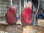 Koppel Rosé kaketoe, Dieren en Toebehoren, Vogels | Parkieten en Papegaaien, Meerdere dieren, Papegaai, Geringd