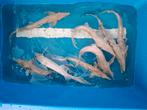 Einde seizoen uitverkoop albino sterlet/ steuren, Dieren en Toebehoren