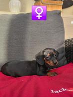 mooie korthaar teckel pups, Dieren en Toebehoren, België, CDV (hondenziekte), 8 tot 15 weken, Korthaar