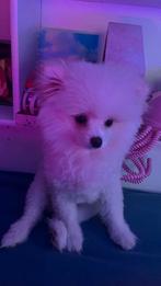 Pomerian 5 maande net, Ophalen of Verzenden