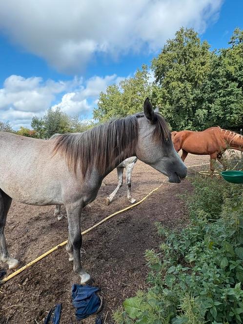 arabische hengst van 10 juni 2024, Dieren en Toebehoren, Paarden, Hengst, Onbeleerd, Minder dan 160 cm, 0 tot 2 jaar, Met stamboom