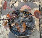 Lot de 11 plantes aquatiques, Tuin en Terras, Planten | Tuinplanten, Ophalen, Vaste plant, Vijverplanten